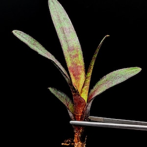 May include: A small green and red bromeliad plant with roots, held by tweezers against a black background.