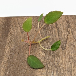 Begonia vankerckhovenii cutting image 3