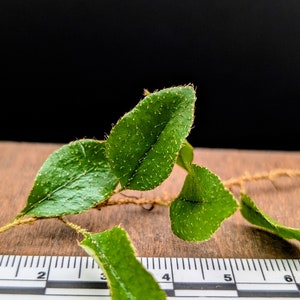 Microgramma species 1 [cutting]