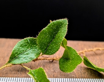 Microgramma species 1 [cutting]