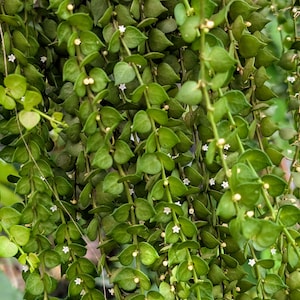 Dischidia ruscifolia (million hearts)[cutting]