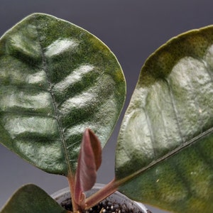 Ardisia sp. round leaf non-exact image 2