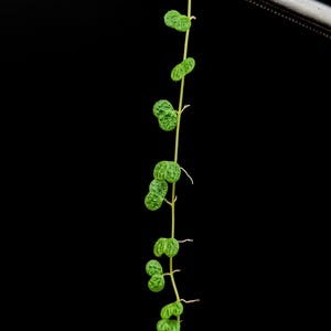 Peperomia emarginella [cutting]