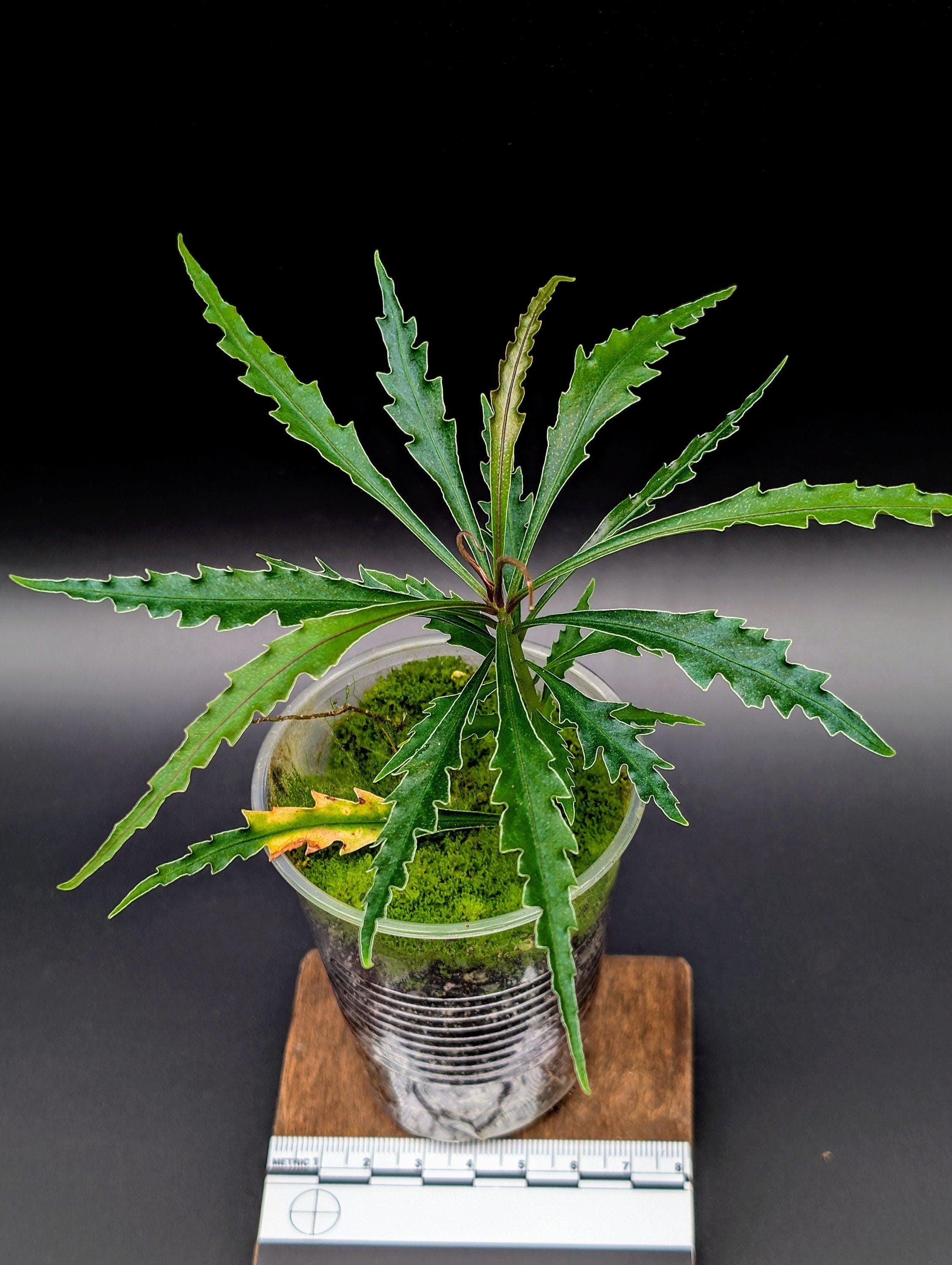 Labisia Sp. Boyan *large* [non-exact] - Etsy