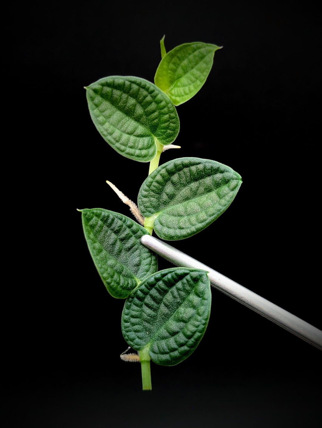 Rhaphidophora Sp. Bullate [cutting] - Etsy