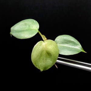 Philodendron sp small silver [cutting]