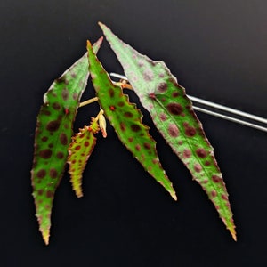 Begonia amphioxus [cutting]
