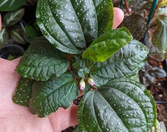 SEED/ Calvoa orientalis syn: sessiflora (one fruit/seed pod)