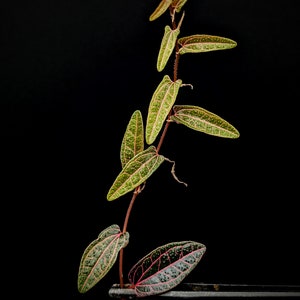 Piper sp. black Borneo [cutting]