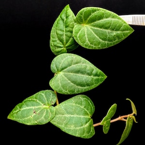 Piper aff crypantha (sp. South Sumatra) [cutting]