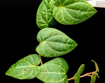 Piper Sp. Papua - Etsy