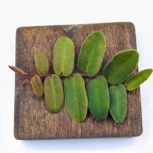 Marcgravia sintenisii 10-leaf cutting image 1
