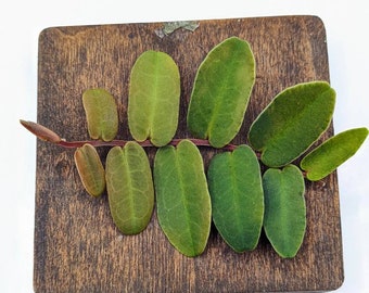 Marcgravia sintenisii [10-leaf cutting]