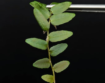 Marcgravia sp. Rio el trece (PR) [10-leaf cutting]