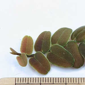 Marcgravia sp. coriacae melon 12 leaf cutting immagine 7