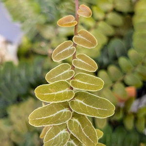 Marcgravia sp Peru [10-leaf cutting]