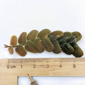 Marcgravia sp. coriacae melon 12 leaf cutting immagine 5