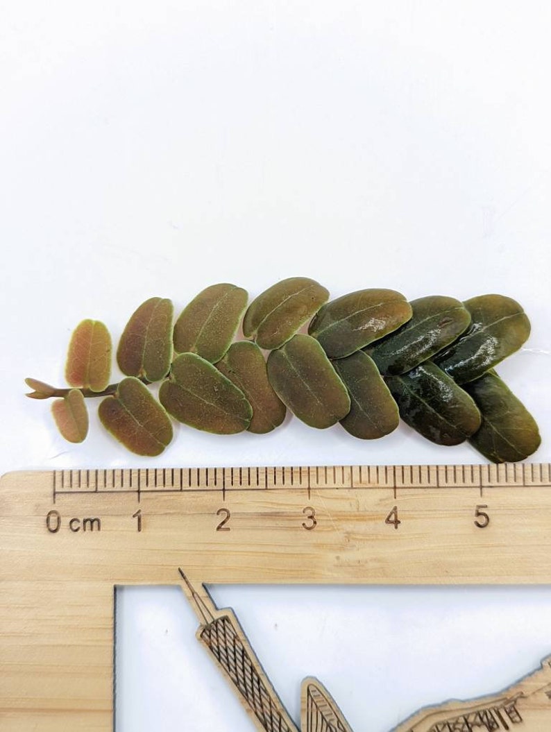 Marcgravia sp. coriacae melon 12 leaf cutting immagine 5