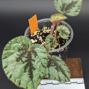 Begonia U664 [non-exact]