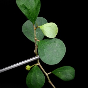 Ficus deltoidea (SYN: diversifolia) mistletoe fig [cutting]