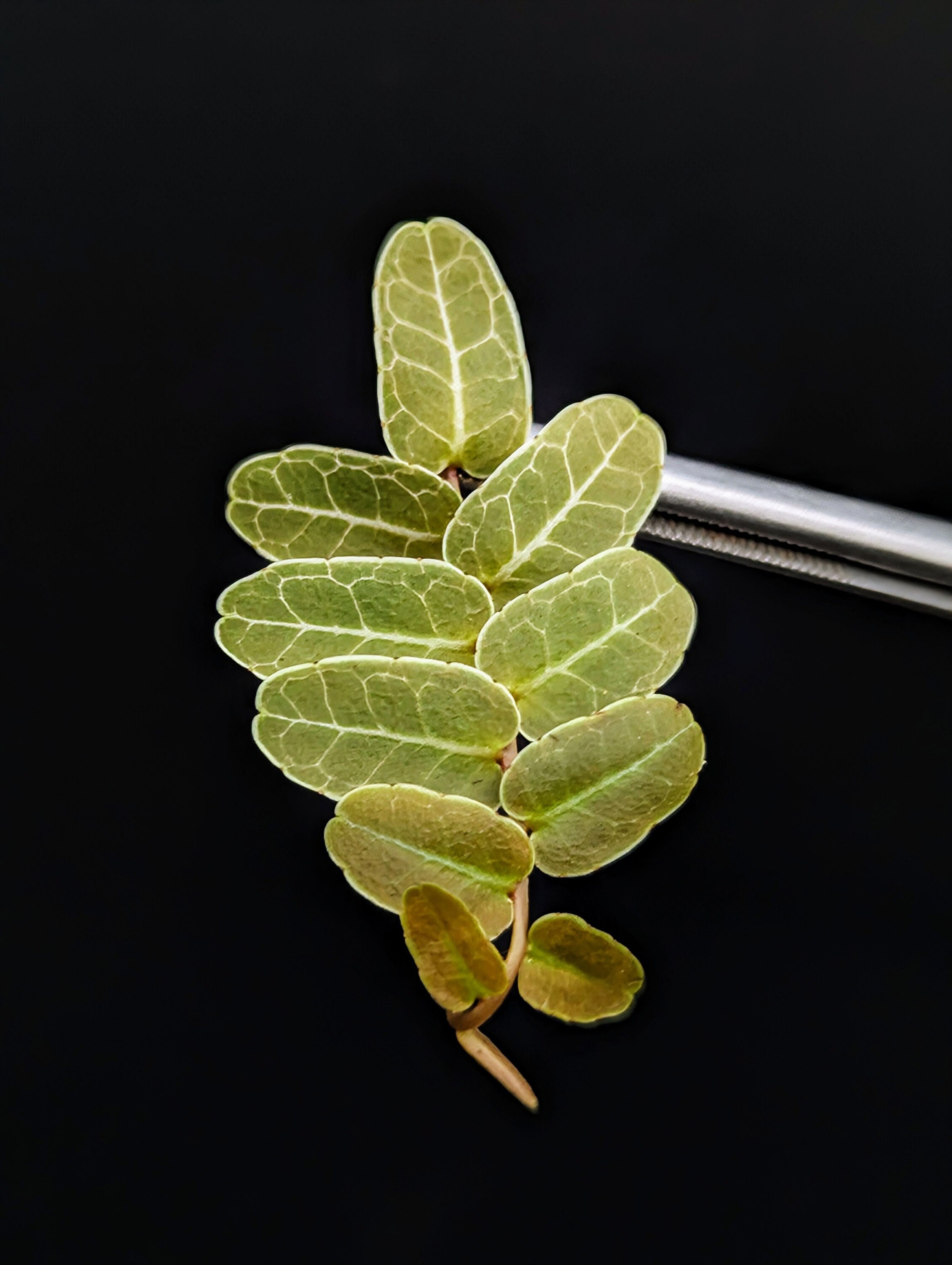 Marcgravia sp. Brown Ecuador [10-leaf cutting]