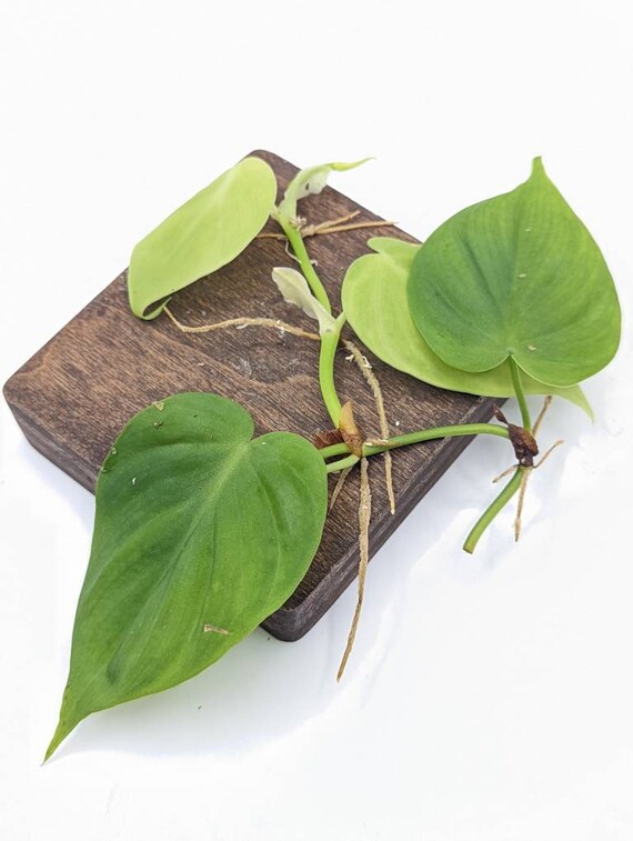 Buy Philodendron Sp. Costa Rica [cutting] Online in India - Etsy