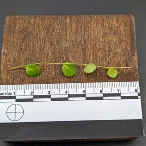 TRUE Peperomia rotundifolia [cutting]