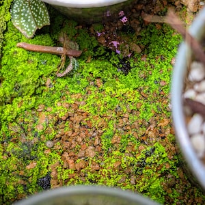 cf. Antrophyum  [Moss type growth]