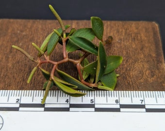 Peperomia trinervula mini [cutting]