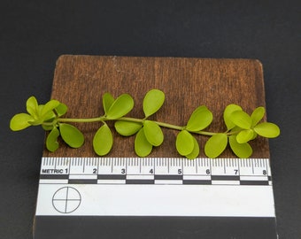 Peperomia hoffmannii aurea [cutting]