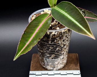 Vivarium Movie Vivarium Hulu Labisia Kapuas Hulu [non-exact]