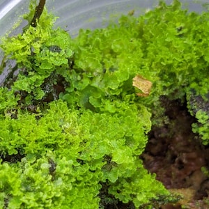 Antrophyum cf. [Moss type growth]