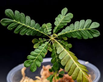 Biophytum sokoupii [non-exact]