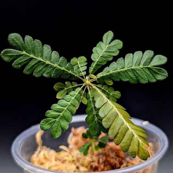 Biophytum sokoupii [non-exact]