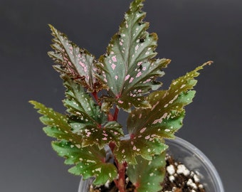 Begonia serratipetala [non-exact]