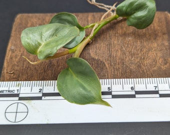 Philodendron sp small silver [cutting]