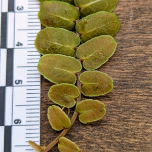 Marcgravia sp. serpentine [12-leaf cutting]