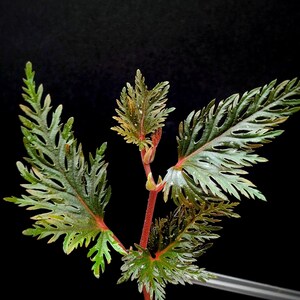 Begonia bipinnatifida [cutting]