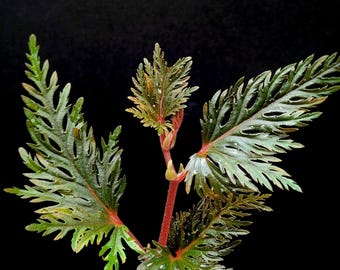 Begonia bipinnatifida [cutting]