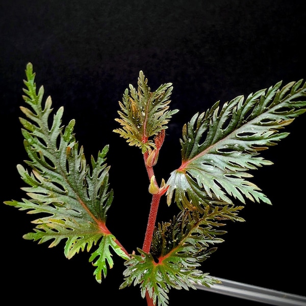 Begonia bipinnatifida [esqueje]