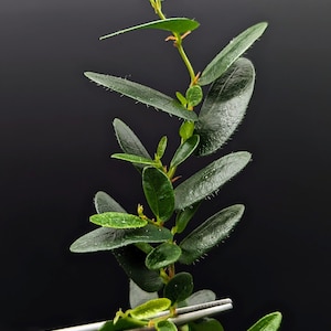 Ficus Sp. North Sumatra [cutting] - Etsy