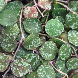Hoya curtisii [cutting]