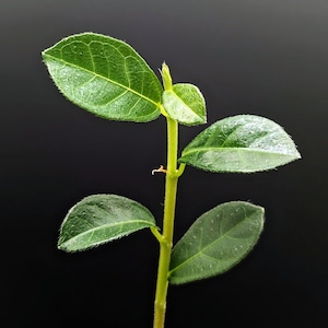 Ficus vaccinioides [cutting]