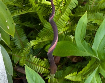 Lasia spinosa rooted rhizome [non-exact]