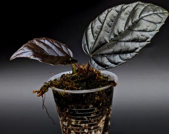 フィロデンドロン　シェルベリチー　scherberichii Philodendron scherberichii – Carnivero