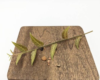 Solanum evolvulifolium [cutting]