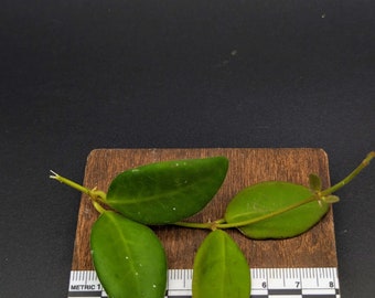 Hoya sp aff burtoniae [cutting]