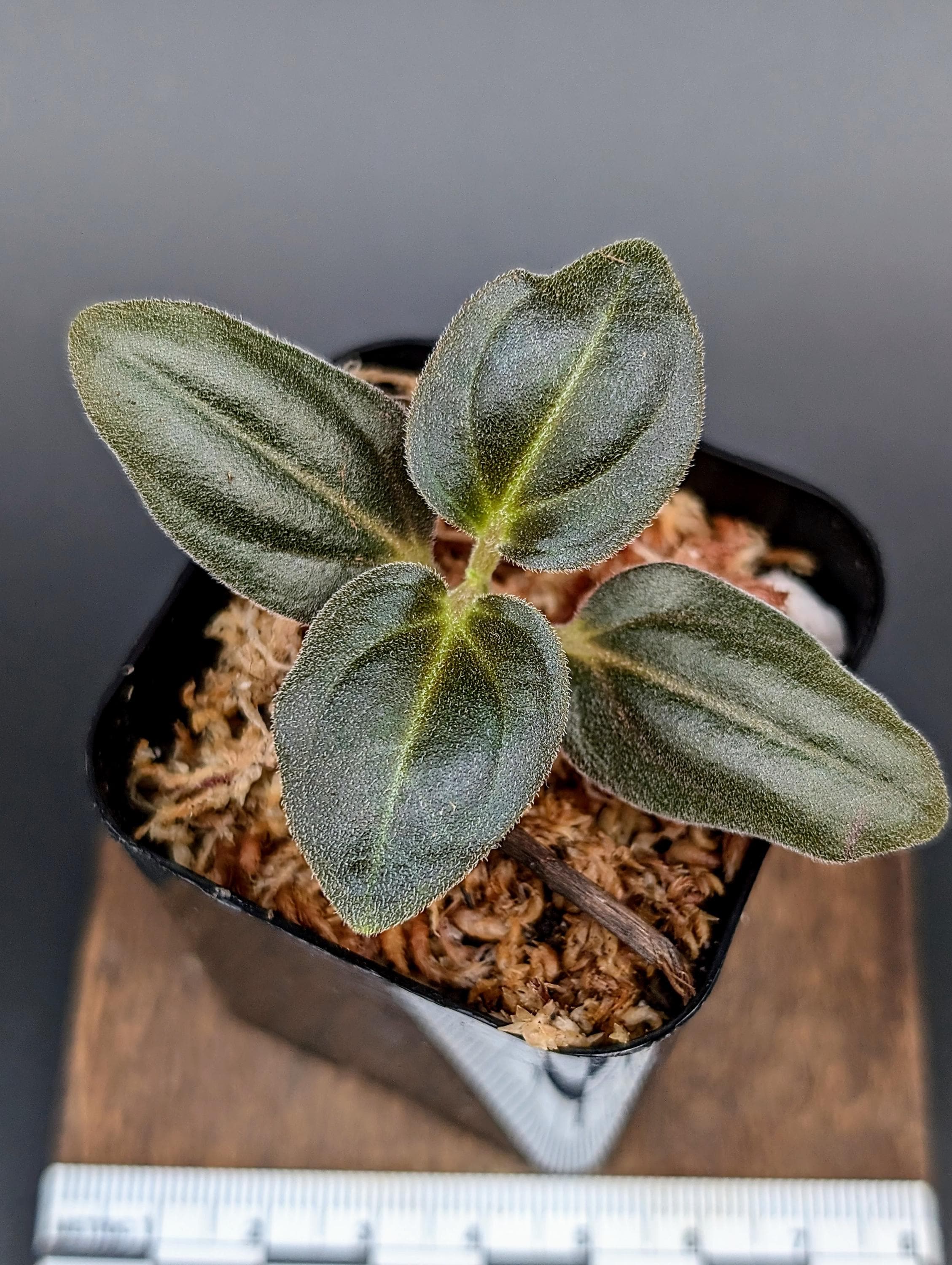 Sonerila sp. uning [non-exact]