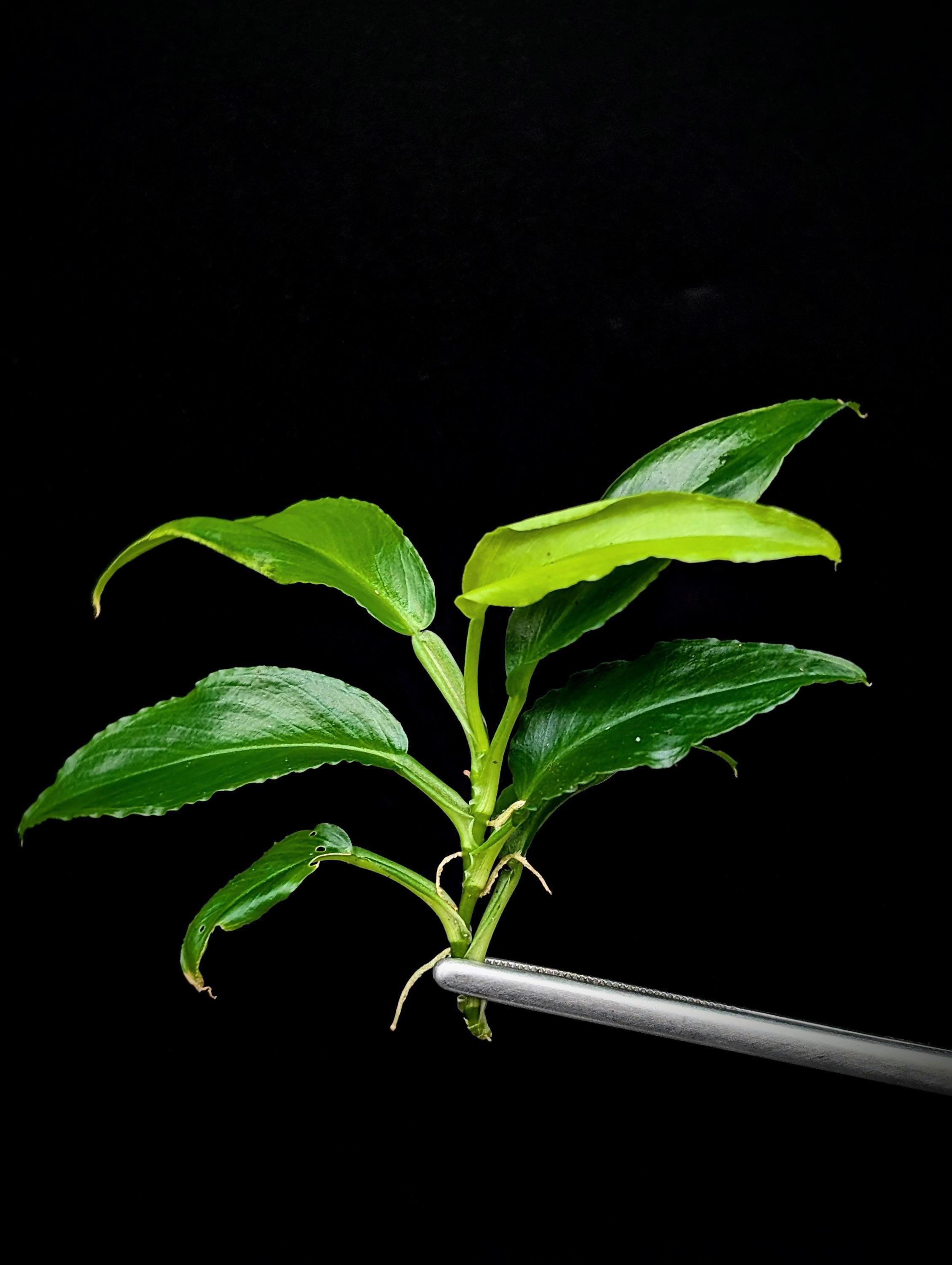 philodendron pink princess samen PHILODENDRON PINK PRINCESS online kaufen bei potflourri