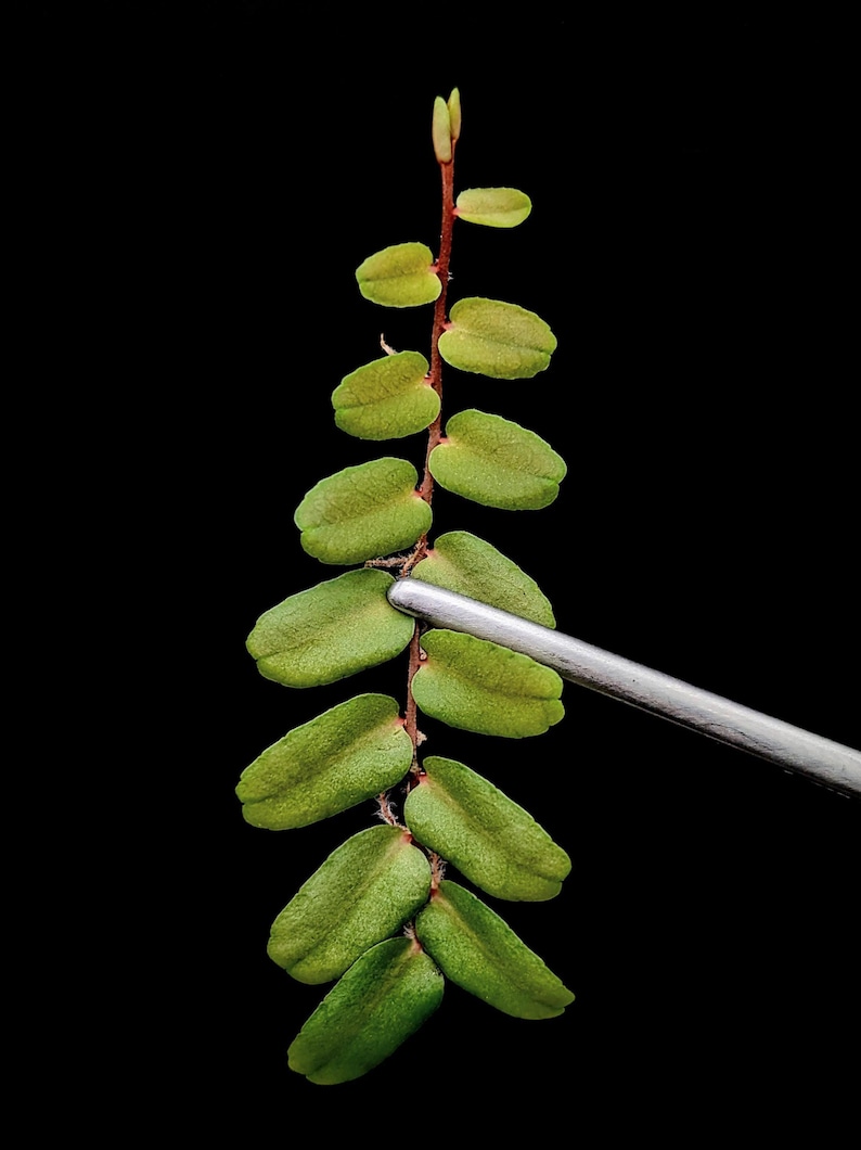 SunshineStateFoliage Marcgravia sp. - Thumbnail 2
